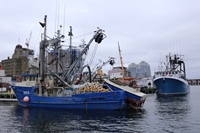 Fischerboote im Hafen von Halifax